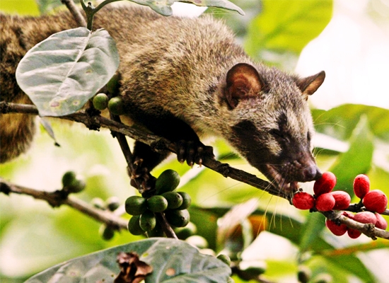 Coffee-luwak-cluwak5