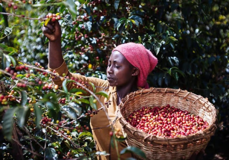 Coffee from Ethiopia – The birthplace of coffee and the treasure of natural flavors