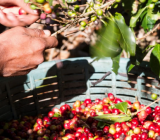 Specialty coffee vs origin coffee