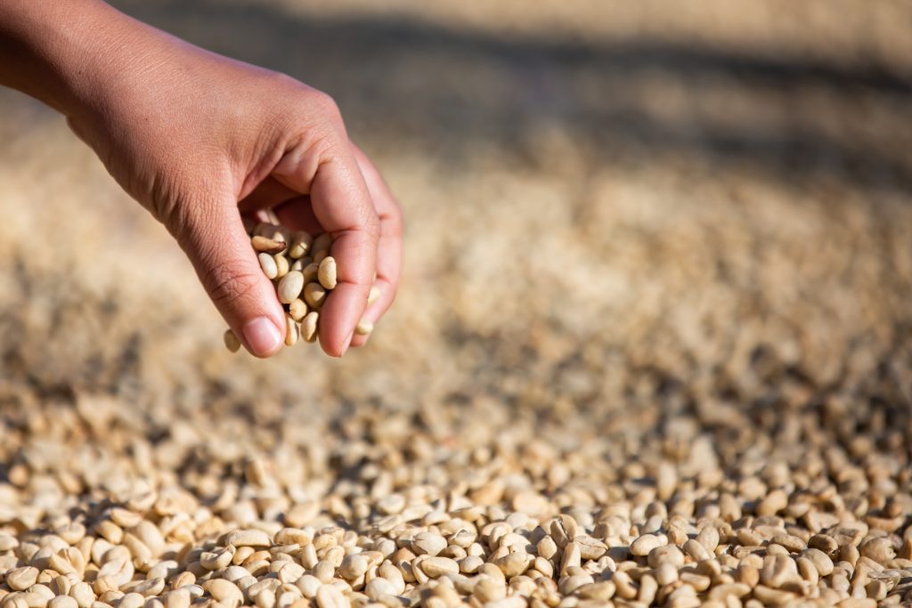 hands with coffee beans on dried coffee beans
