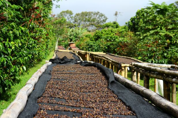 the coffee beans are dried on long raised shelves, surrounded by lush vegetation.