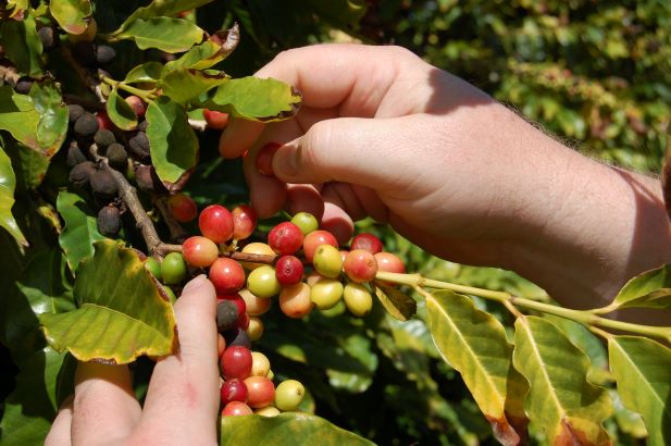 hands picking ripe and unripe coffee cherries from a branch with green leaves.