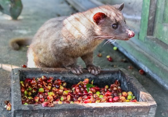a civet cat rests on the edge of a wooden tray containing scattered and partially eaten coffee cherries.