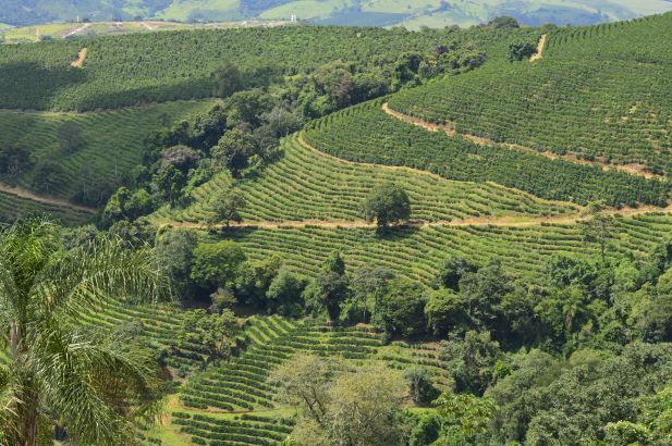 aerial view of a lush green hillside with rows of terraced crops and scattered trees.