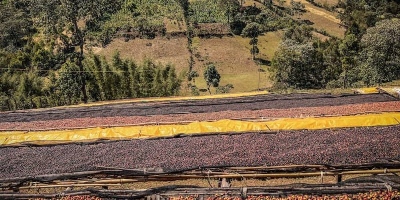 rows of sun-dried coffee cherries with a hilly landscape and blue sky in the background.