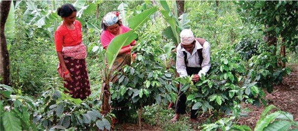 3 coffee producers picking berries from the branches