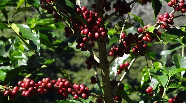 branches of the coffee tree with berries