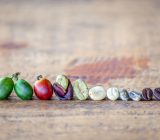 Is coffee a fruit?