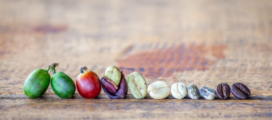 a row of coffee beans shows different stages of processing, from green cherries to ripe red cherries, cracked beans and roasted coffee beans, arranged on a wooden surface.