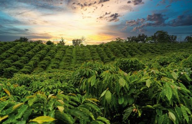 the sun sets over a lush green field of densely grown crops, with green leaves and trees on the horizon under a partly cloudy sky.