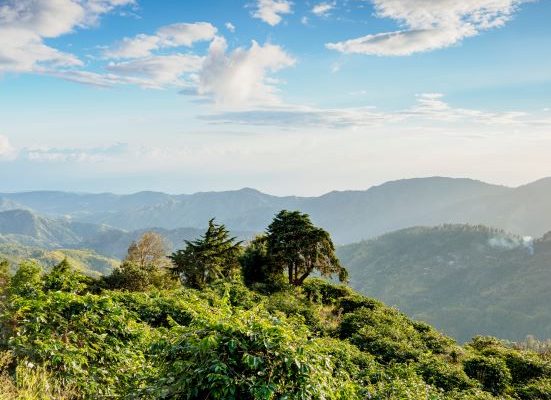 a lush green landscape with thick leaves and trees, against a backdrop of rolling hills and a partly cloudy blue sky.