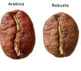 Understand the differences to choose the coffee that’s right for you