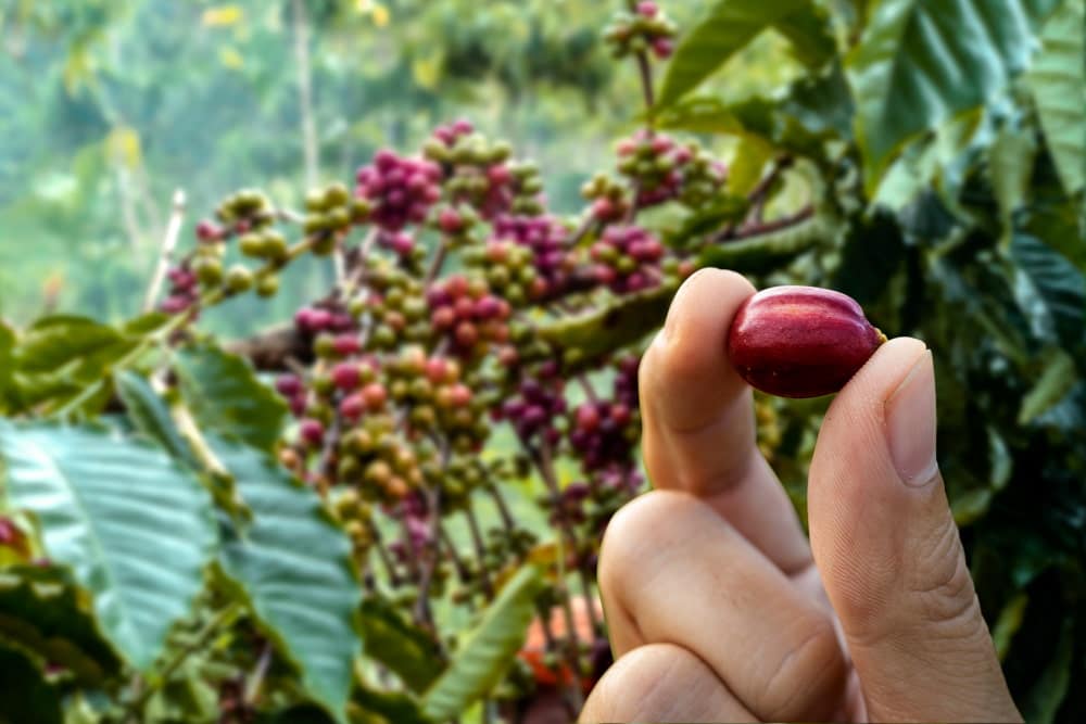 cherry coffee in the hands of the farmer 1