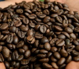 What is robusta coffee?