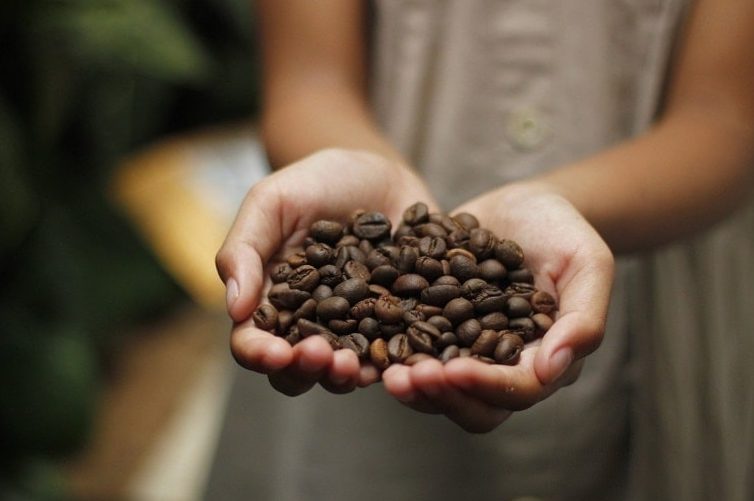 Is coffee a fruit?