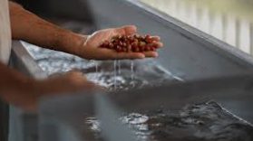 Natural or washed processing: how it affects the taste