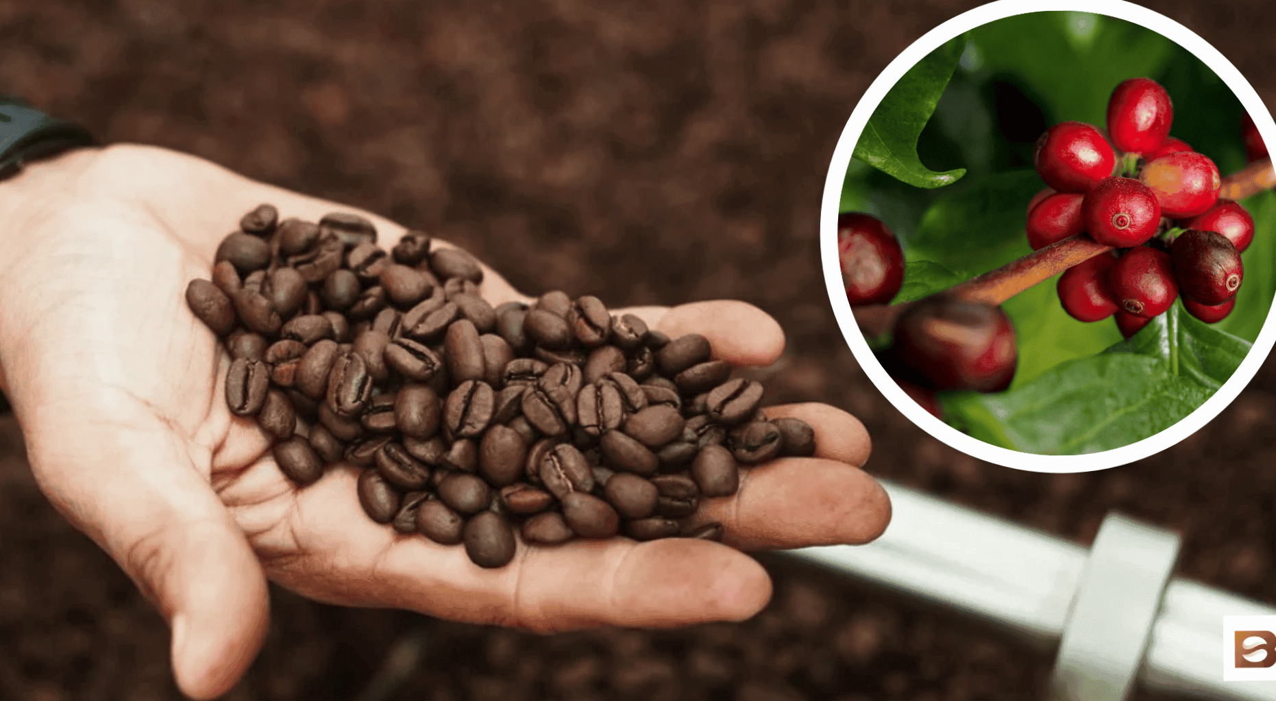 Record increase in the price of coffee