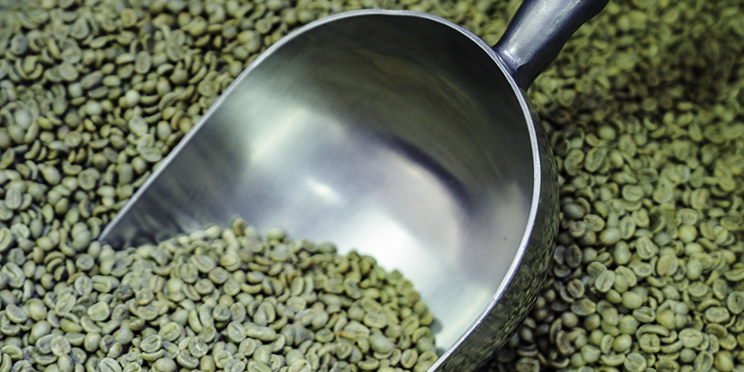 What is green coffee? The raw secret of the bean before roasting