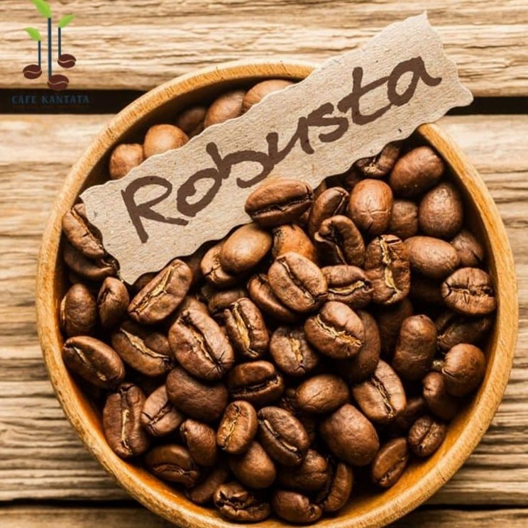 What is robusta coffee?